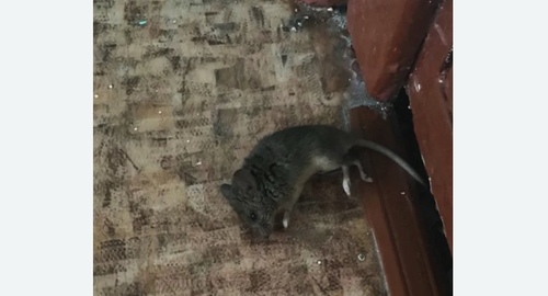 Дезинфекция от мышей в Новосиньково