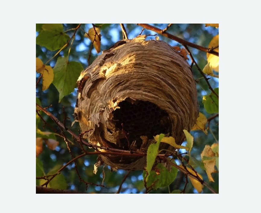 Обработка от шершней в Новосиньково