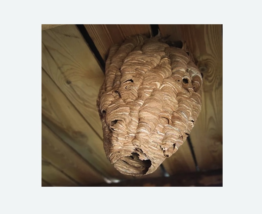 обработка от шершней в Новосиньково