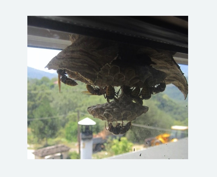 Уничтожение гнёзд шершней в Новосиньково