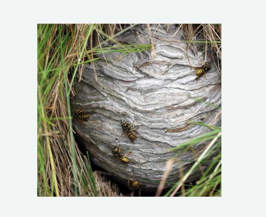 Уничтожение ос и ульев в Новосиньково